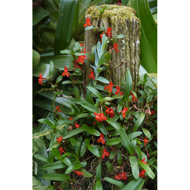 Maxillaria sophronitis - Orchids for the People