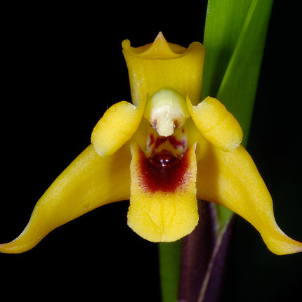 Maxillaria variabilis - Orchids for the People