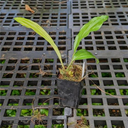 Stanhopea (oculata x tigrina v. nigroviolacea) - Orchids for the People
