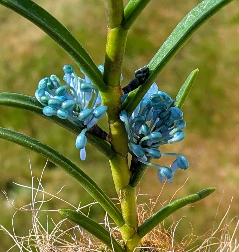 Cleisocentron gokusingii - Plant of the Day