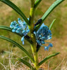 Cleisocentron gokusingii - Plant of the Day