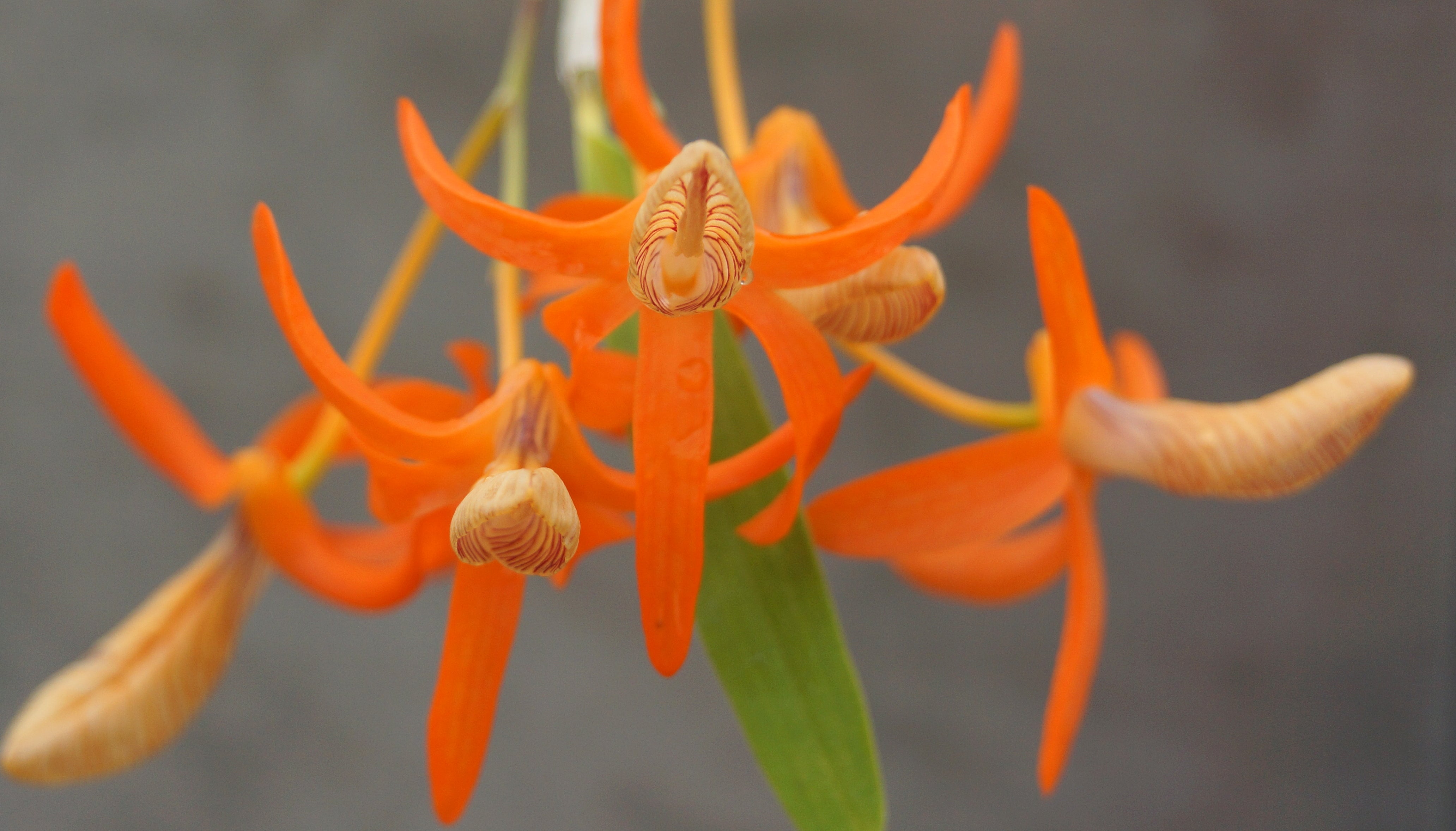 Orchid of the Day-Dendrobium unicum