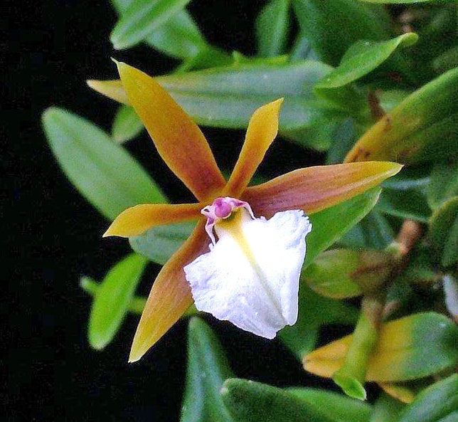 World's Largest Encyclia Polybulbon