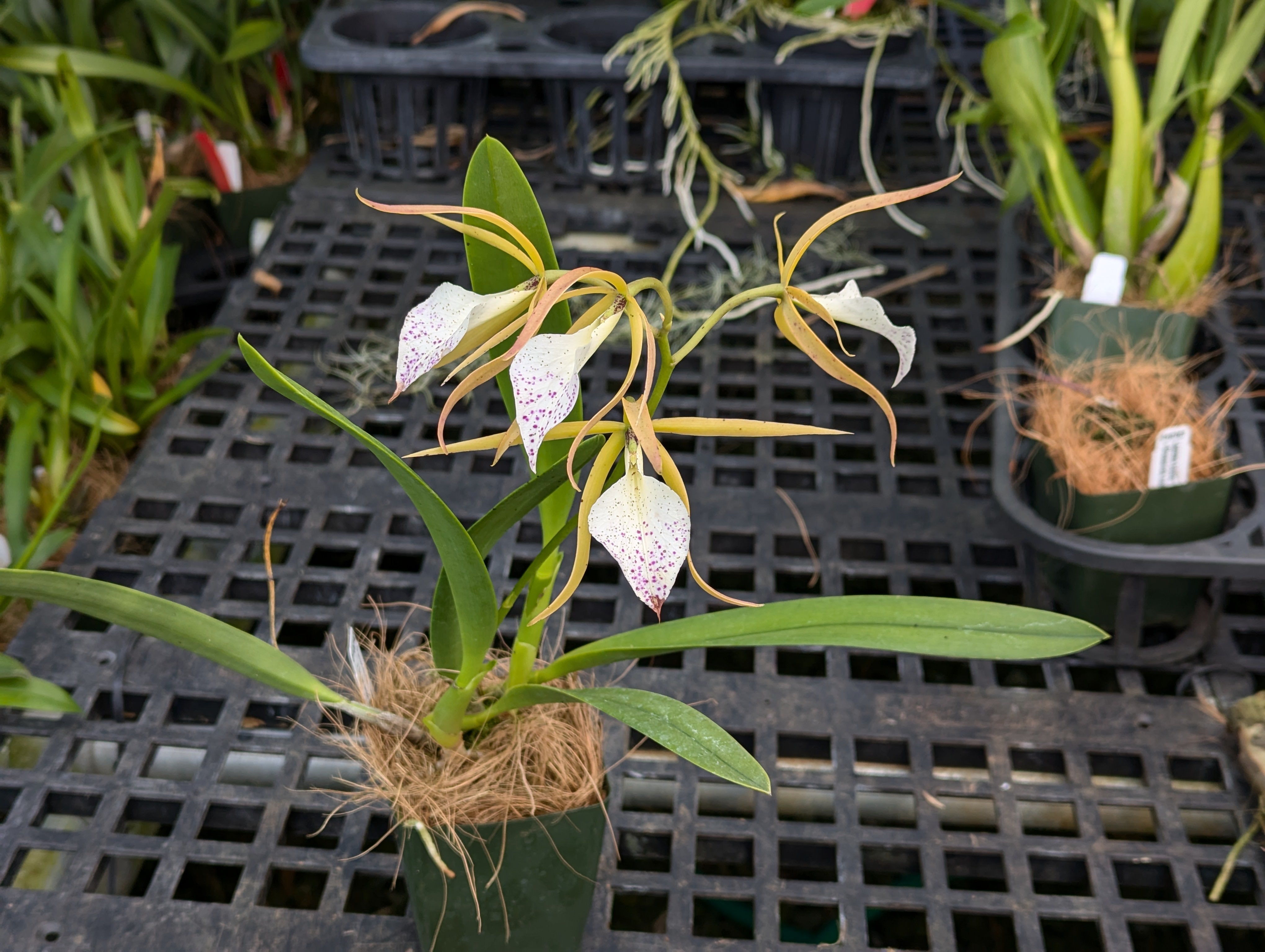 Encyclia brassavolae x Brassavola nodosa -  Plant of the Day!