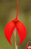 Orchid of the Day-Masdevallias!