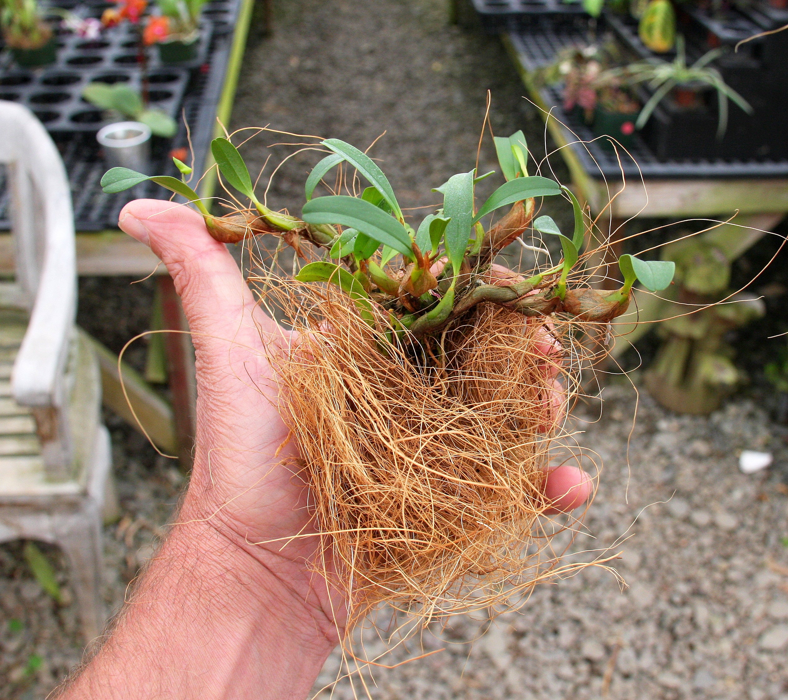 How to Repot your Orchid using Long-Strand Coconut Fiber