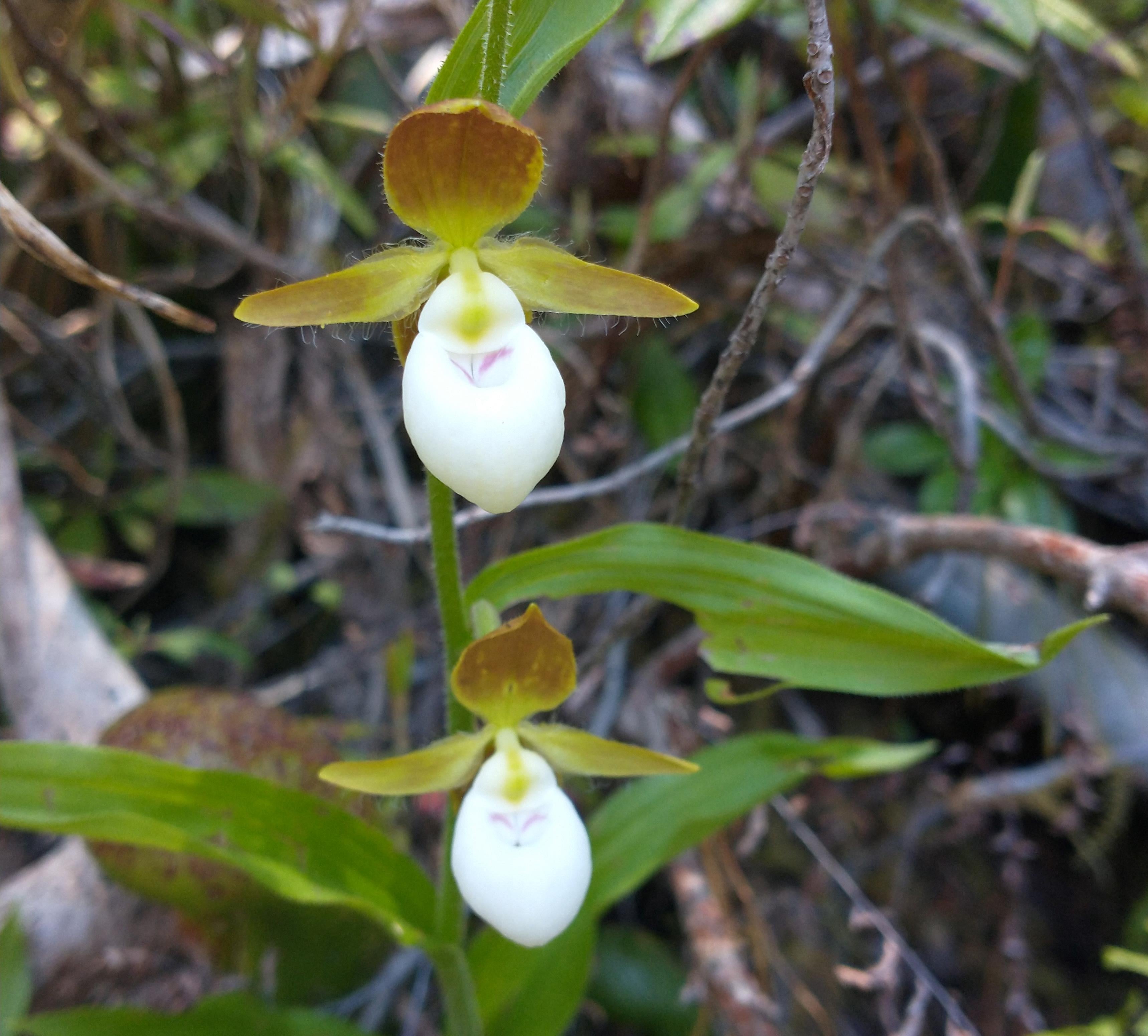 Cypripedium californicum near Smith River in Northern California
