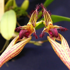 Shop Stinky Orchids