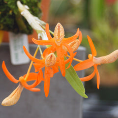 Plants Off-Sale Now, But Returning!