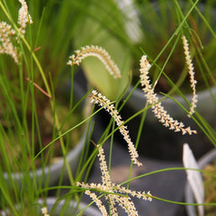 Shop Fall Blooming Orchids