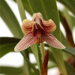 Shop Spring Blooming Orchids