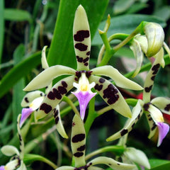 Shop Intermediate Growing Orchids