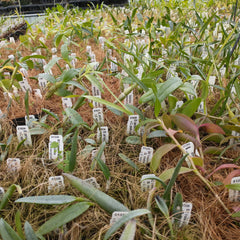 Shop Near Blooming Size Plants