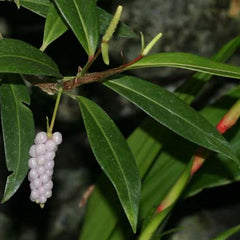 Shop Companion Plants (Non-orchids & Carnivorous!)