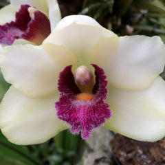 Shop Pleasantly Fragrant Orchids