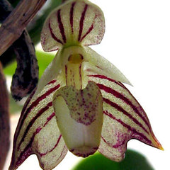 Shop Warm Growing Orchids