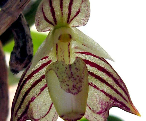 Shop Warm Growing Orchids Orchids for the People