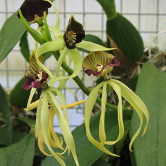 Shop Year Round Blooming Orchids