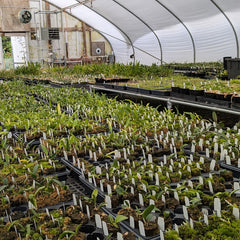 Shop Wholesale and Volume Pricing!