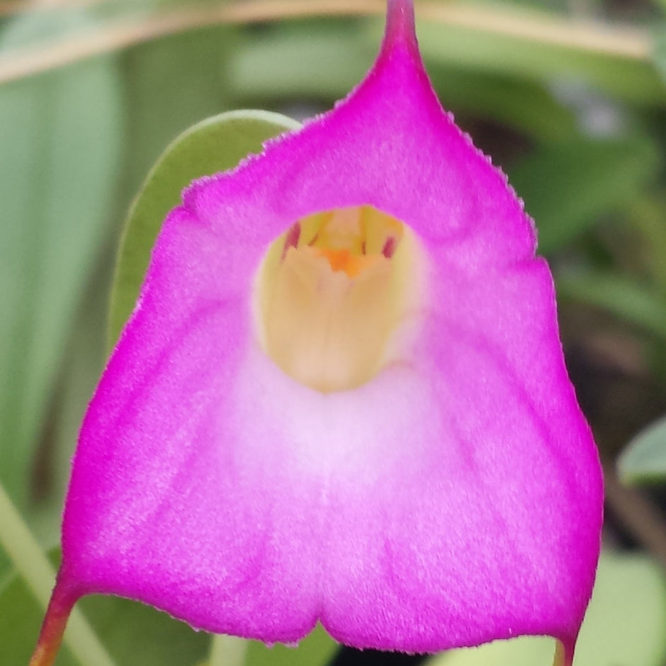 Collections Orchids for the People