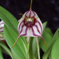 Shop Winter Blooming Orchids