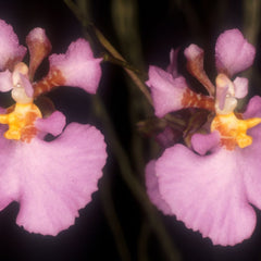 Shop Miniature Orchids