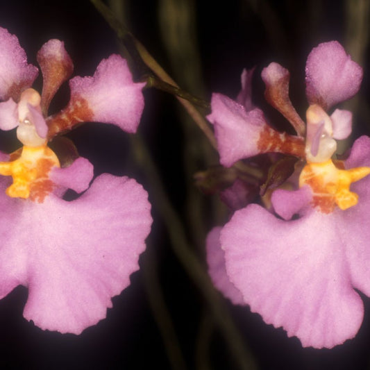 Collections Orchids for the People