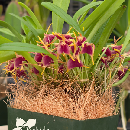 Masdevallia (herradurae x nicaraguae) - Orchids for the People