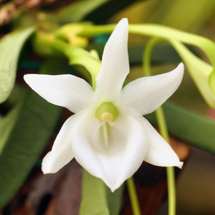 Compot: Angraecum compactum - Orchids for the People