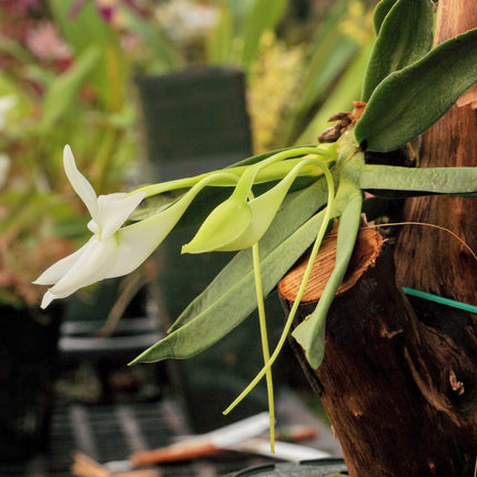 Compot: Angraecum compactum - Orchids for the People