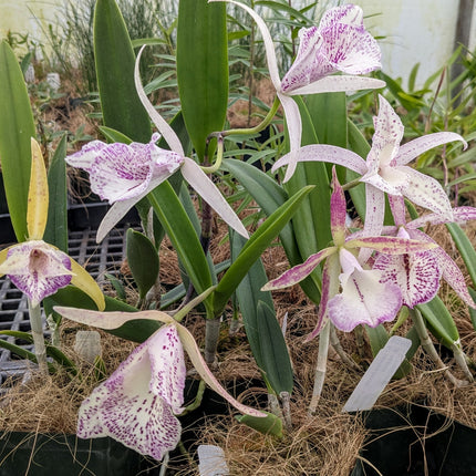 Brassocattleya Valencia Beauty Special!
