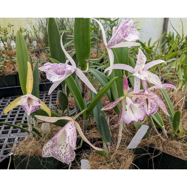 Brassocattleya Valencia Beauty Special! - Orchids for the People