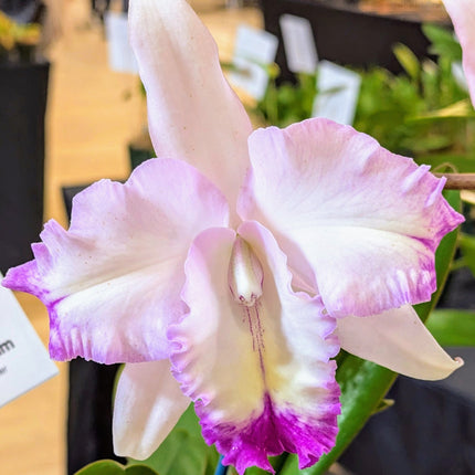 BLC Lia's Dream - Orchids for the People