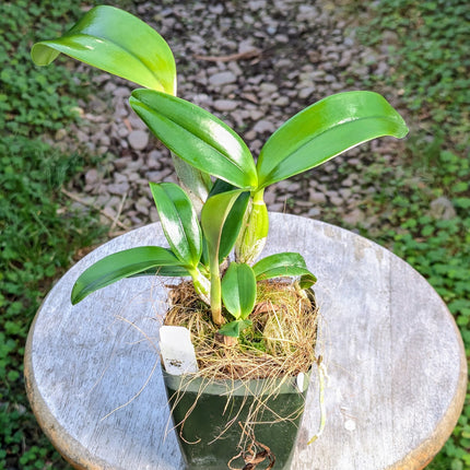 BLC Lia's Dream - Orchids for the People