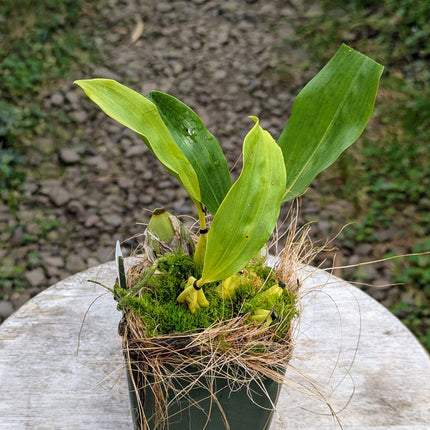 Bifrenaria harrisoniae