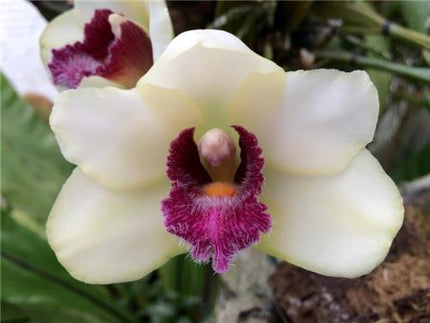 Compot:  Bifrenaria harrisoniae - Orchids for the People