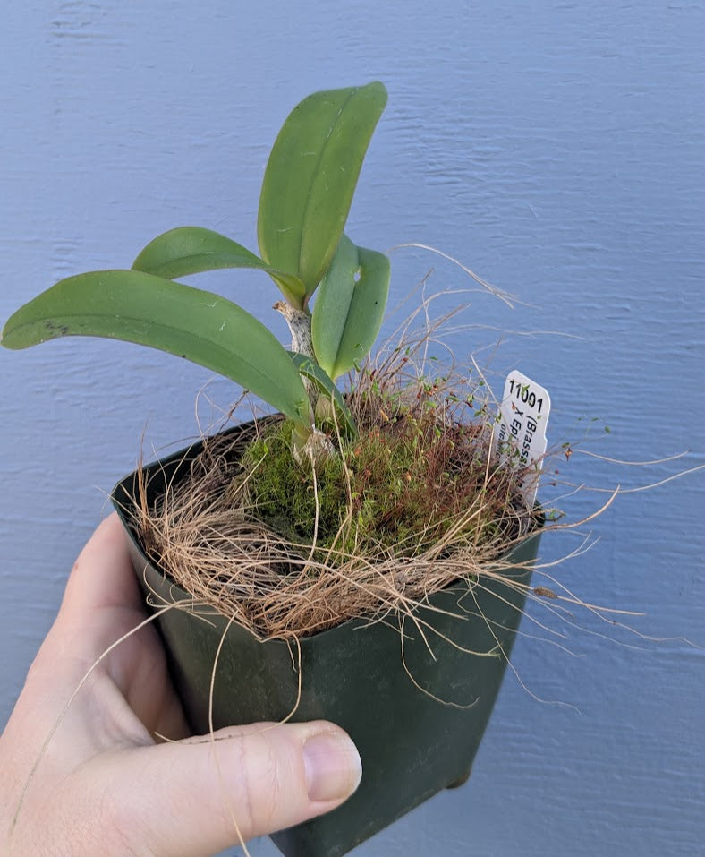 BLC Lia's Dream – Orchids for the People