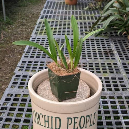Brassavola nodosa x Anacheilium sceptrum - Orchids for the People