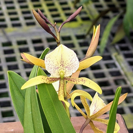 Brassavola nodosa x Anacheilium sceptrum