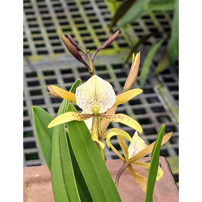 Brassavola nodosa x Anacheilium sceptrum - Orchids for the People