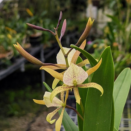 Brassavola nodosa x Anacheilium sceptrum