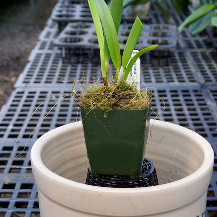 Brassavola nodosa x Anacheilium sceptrum