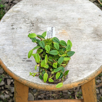 Bulbophyllum xanthoacron (Syn Hapalochilus xanthoacron)