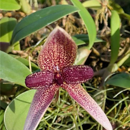 Bulbophyllum elassoglossum