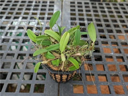 Bulbophyllum elassoglossum