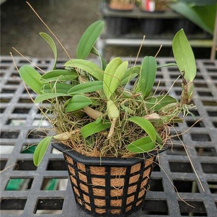 Bulbophyllum elassoglossum