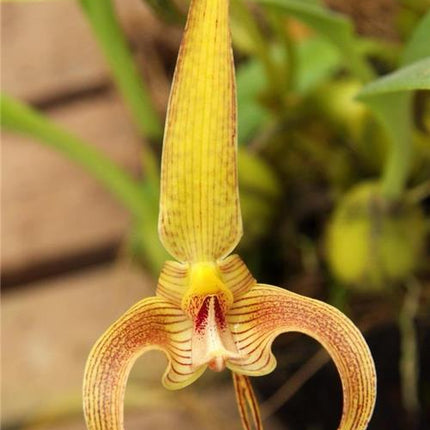 Bulbophyllum lobbii v. Polystictum - Orchids for the People
