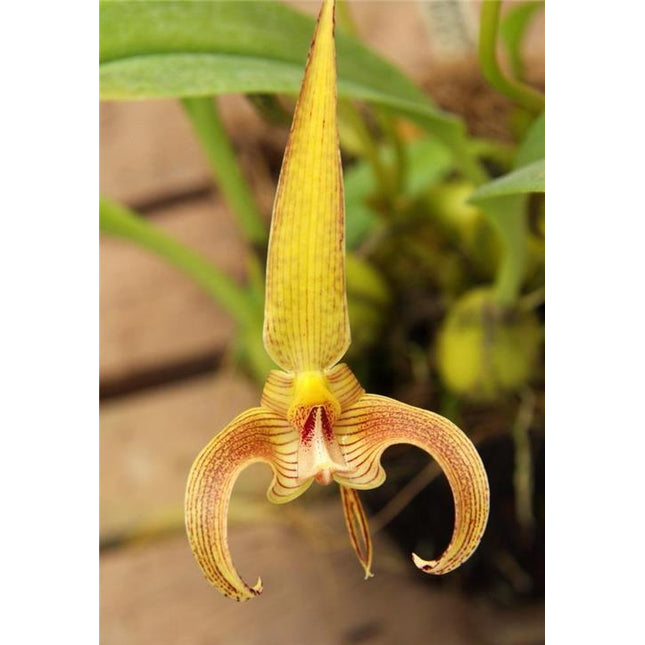 Bulbophyllum lobbii v. Polystictum - Orchids for the People