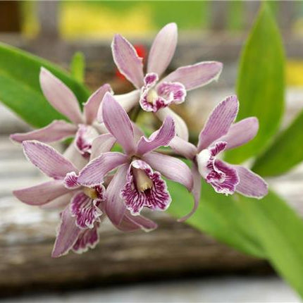 Cattleya Interglossa x Encyclia radiata