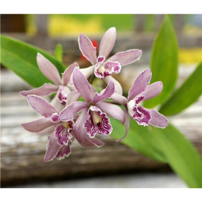 Cattleya Interglossa x Encyclia radiata - Orchids for the People